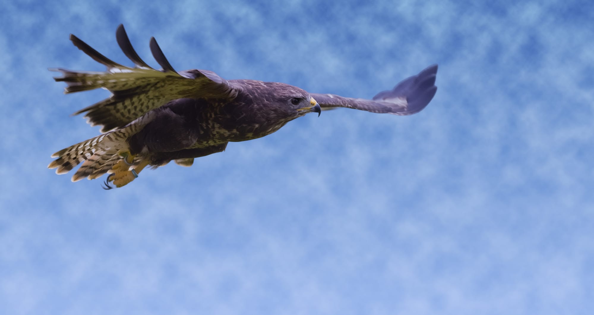 Plainshawk